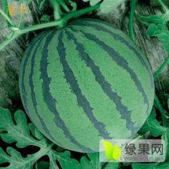 蒲城龙阳马云龙5月京欣西瓜