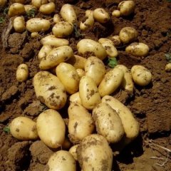 平阴土豆火爆招商中,孝直董宜勇诚信合作