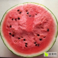 清苑西瓜逐渐升温,温仁胡建辉诚信合作