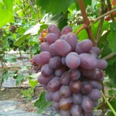 沈阳葡萄绿色无公害新民赵服江诚信合作