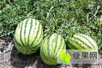 陕西大荔冠龙西瓜