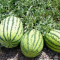 陕西大荔冠龙西瓜