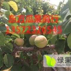 大荔范家贺正民6月凯特杏杏子