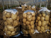 山东安丘荷兰十五土豆质量上乘