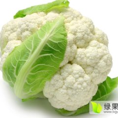 山东寿光雪玉菜花上市，欢迎洽谈