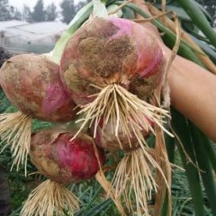 内黄本处有上百亩的紫皮洋葱，即将成熟