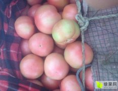 河北永年祥瑞西红柿产销两旺