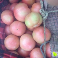 河北永年祥瑞西红柿产销两旺