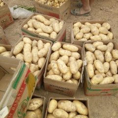 通许万亩蔬菜基地 主要有万亩荷兰十五