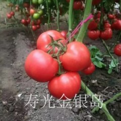 平度云山王先生5月硬粉西红柿