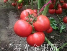 平度云山王先生5月硬粉西红柿