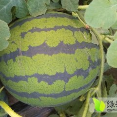 长安西瓜名优产品 草滩西瓜