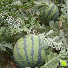 2016双城西瓜现在订货有惊喜