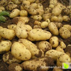 惠民麻店李其军6月荷兰十五土豆