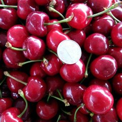 山东淄博市沂源县燕崖镇燕崖村大樱桃