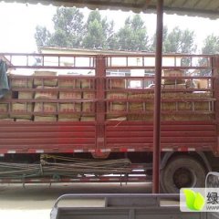 肥城桃园王功文6月荷兰十五土豆