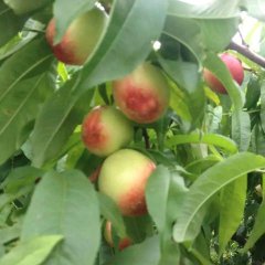 大荔油桃价格适宜,范家赵永岗诚信合作