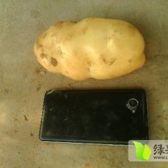 河北隆尧荷兰十五土豆逐渐升温