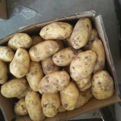 嘉祥土豆大量上市产量高个头大颜色鲜亮