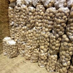 河北玉田大量供应土豆，中薯，早大白