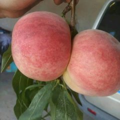 大荔蜜桃聚焦市场,范家张经理诚信合作