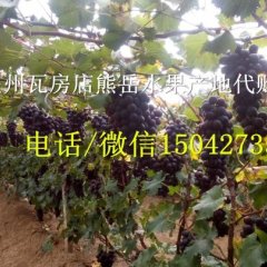 辽宁盖州巨峰葡萄绿色无公害