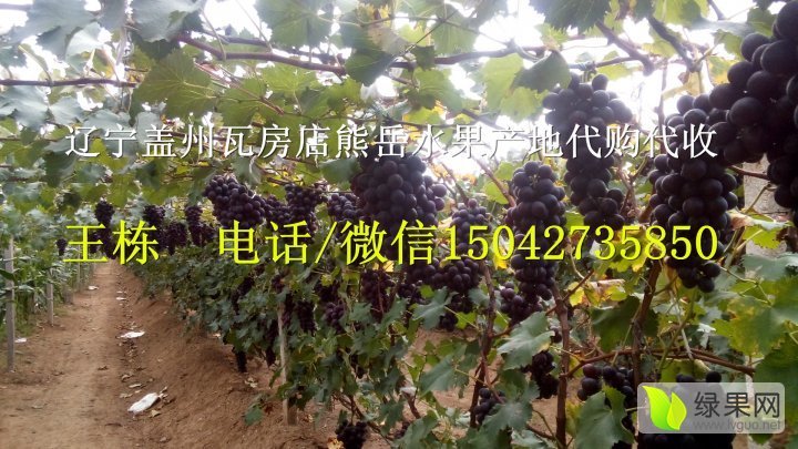 2016年辽宁盖州巨峰葡萄价格