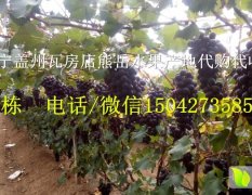 辽宁盖州巨峰葡萄绿色无公害