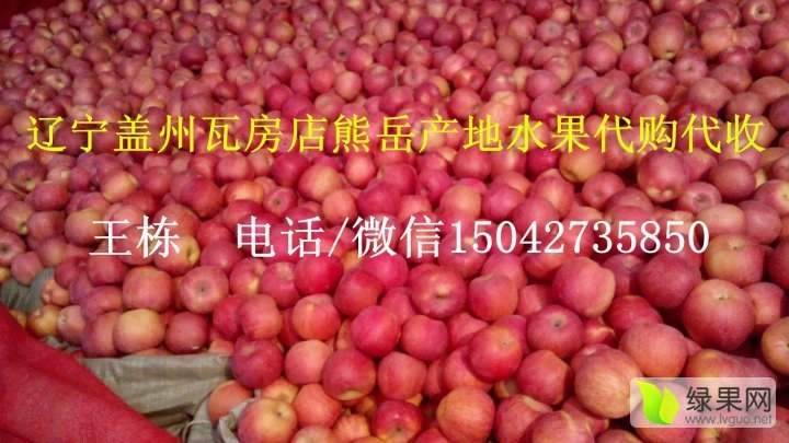 2016年辽宁瓦房店红富士价格