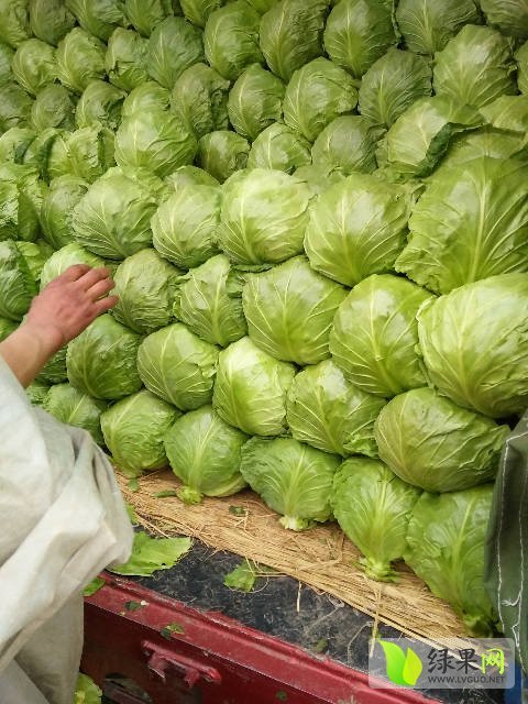 2016年河北滦南中甘21甘蓝价格
