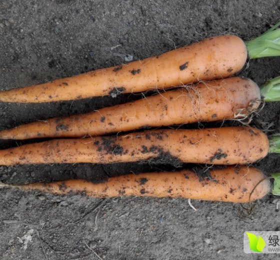 2016年山东平度胡罗卜价格