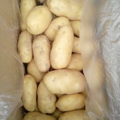 通许土豆价格适宜西关云通诚信合作