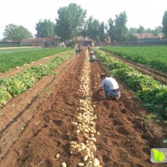 安丘土豆口感爽口,兴安杨先生诚信合作