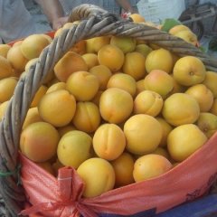 山东费县杏子火爆招商中