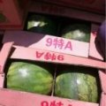 山东惠民京欣西瓜大量上市中