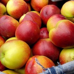 临猗孙吉王海英5月千年红油桃