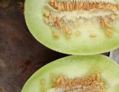 沭阳蔬果种植基地5月玉菇甜瓜上市了欢迎采购