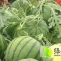 河南西瓜逐渐升温万亩任盼盼诚信合作