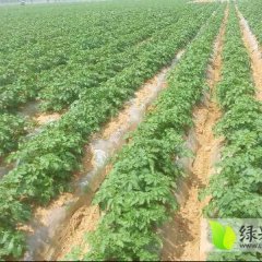 山东兰陵荷兰十五土豆火热上市