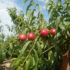 山西盐湖曙光油桃价格行情平稳