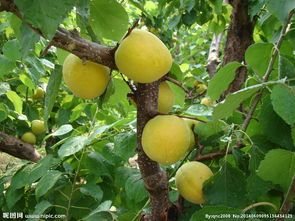 大荔杏子聚焦市场两宜张红阳诚信合作