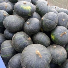 饶阳南瓜是名优特产,老刘老刘诚信合作