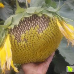 河南开封县食葵葵花早熟品质优良