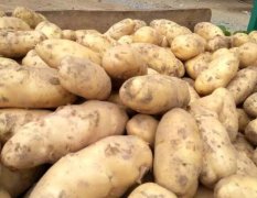 通许县荷兰土豆，价格每日更新！