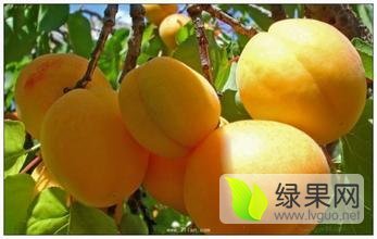 山东费县金太阳杏杏子长势旺盛