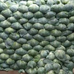 大量的甘蓝滞销，我们这有几十万亩的基地