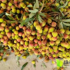 高州荔枝营养丰富,高州吴永崇诚信合作