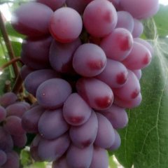 新民周坨葛先生5月着色香葡萄