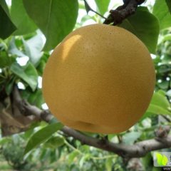 2017山东冠县丰水梨产地/丰水梨7月上旬上市