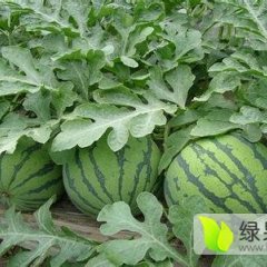 大荔西瓜